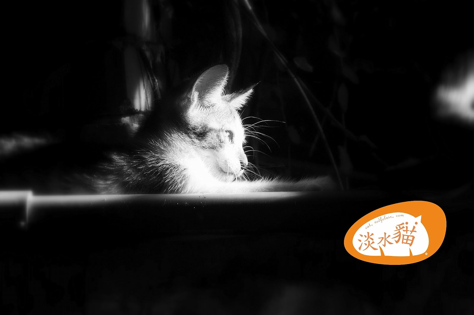 淡水貓-Tamsui-Cat-Cute-U-S-Vedfolnir