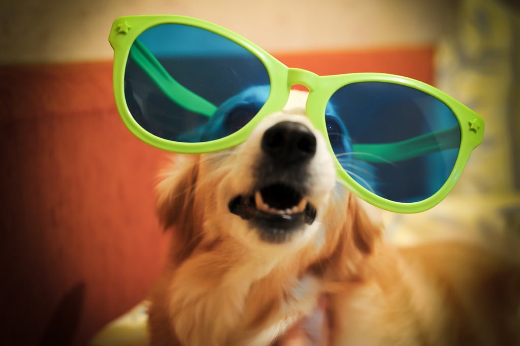 Glasses_Dog_Valeria_Zolotoreva