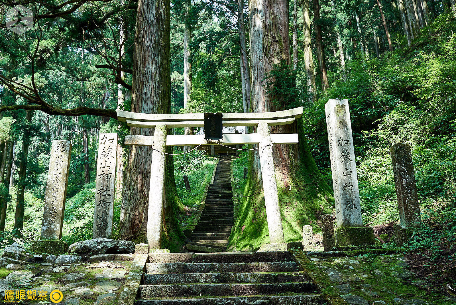 在鳥居後方的兩棵參天巨木,在日本全國神社也相當少見。