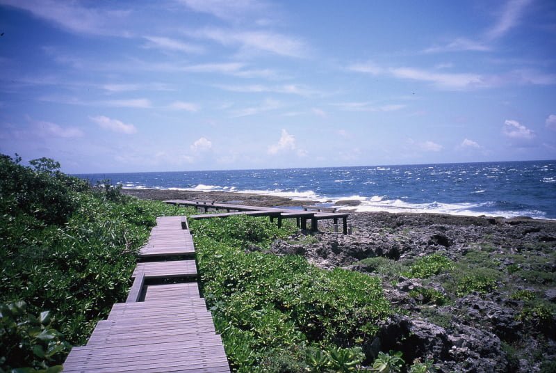 野柳地質公園木棧道與海蝕平台,遊客保持距離欣賞瀕危蕈狀岩自然奇觀