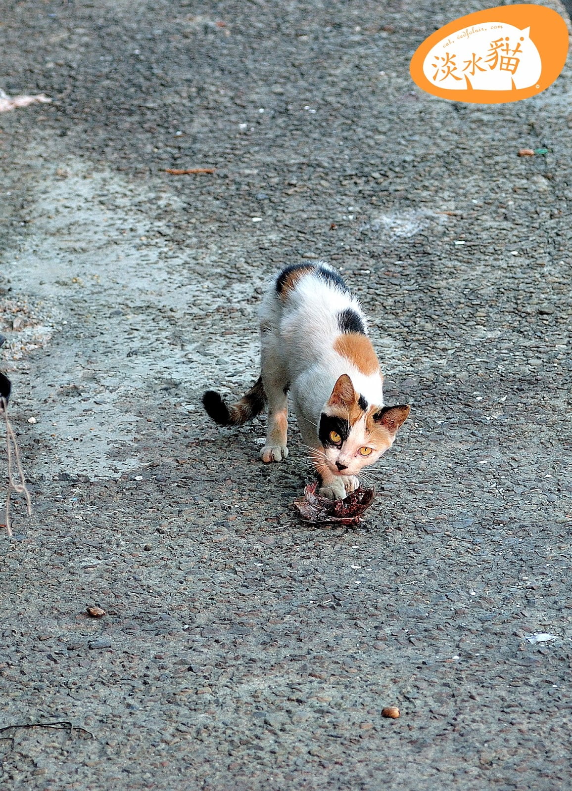 Tamsui-Street-Cat-淡水-街貓-捕魚-vedfolnir