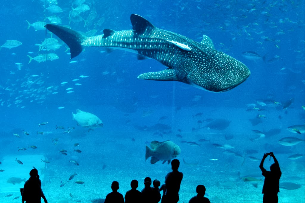The Ocean Park of Okinawa, Japan.
