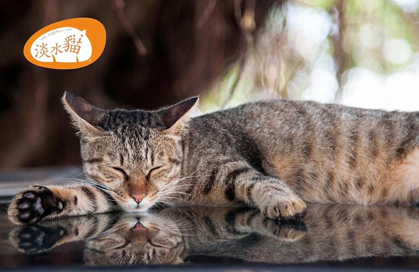 淡水-河岸-街貓-小黑手-Tamsui-Street-Cat-vedfolnir