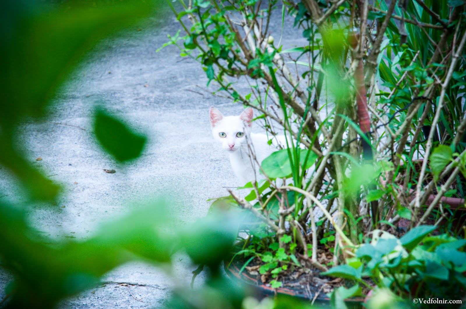 超可愛萌的危險生物種類辨識大法(附圖)