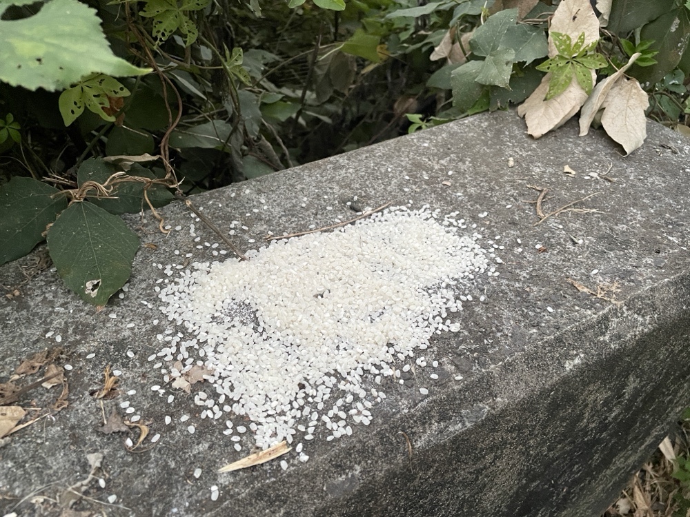 淡水公司田渓の石垣に置かれた白米:路上での生米給餌が野鳥と生態系にもたらす「致命的な善意」