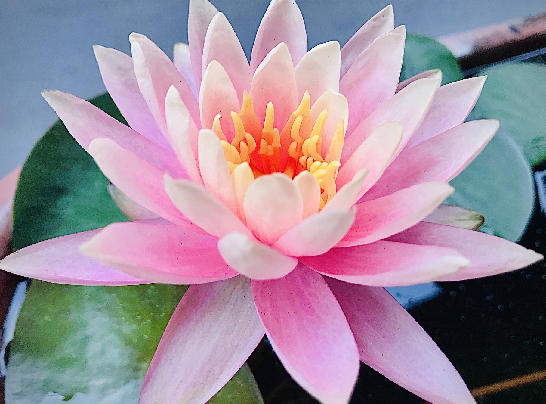 魔術頭巾(戶外排汗散熱抗暑用品
![五魚十蝦蓮花缸雜談