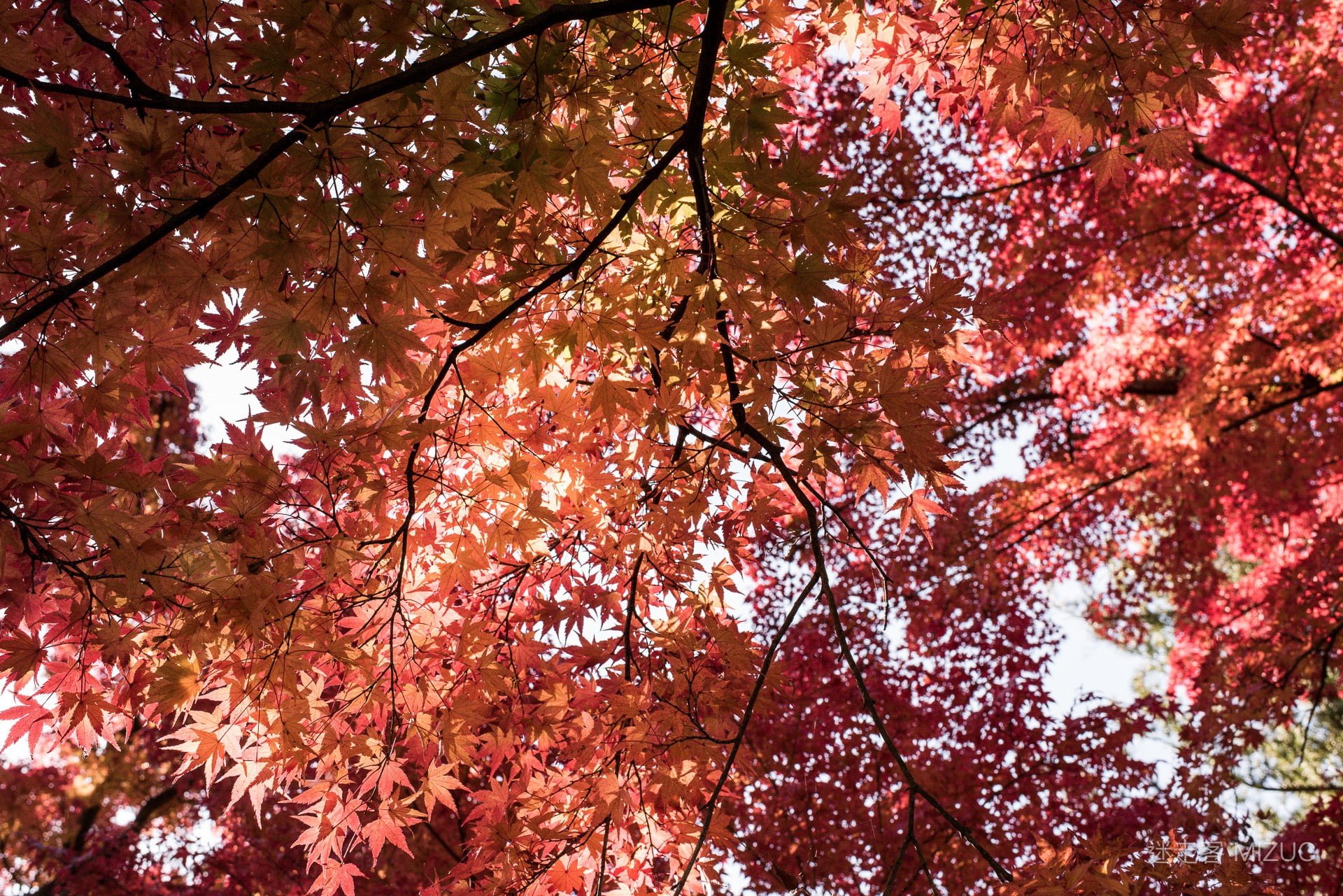 日本旅行:北海道札幌的 5 天旅遊行程初步規劃