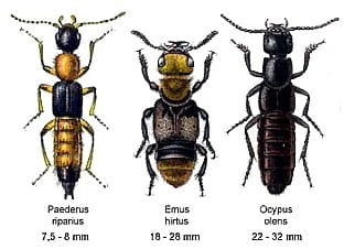 Staphylinidae-隱翅蟲