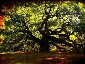自然奇觀：讓人目瞪口呆的全球10大神樹 TOP 10 World Tree 01