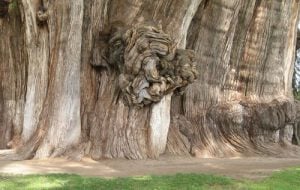 自然奇觀：讓人目瞪口呆的全球10大神樹 TOP 10 World Tree 04