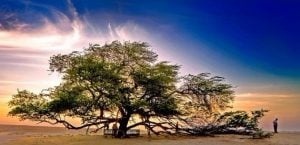 自然奇觀：讓人目瞪口呆的全球10大神樹 TOP 10 World Tree 10