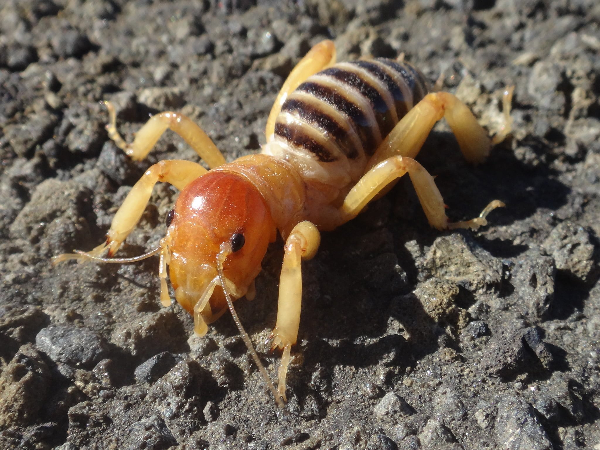 螞蟻、蜘蛛與蟑螂，感謝神 mutant antbee 20141024