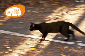黑貓奔馳 (攝影/Jinliang Lin)