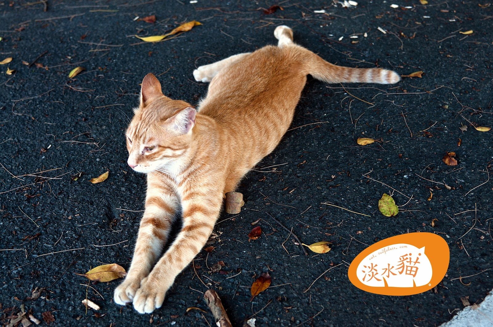 淡水貓中最愛劈腿的小橘貓老大