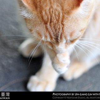 淡水-河岸-街貓-Tamsui-Street-Cat-vedfolnir