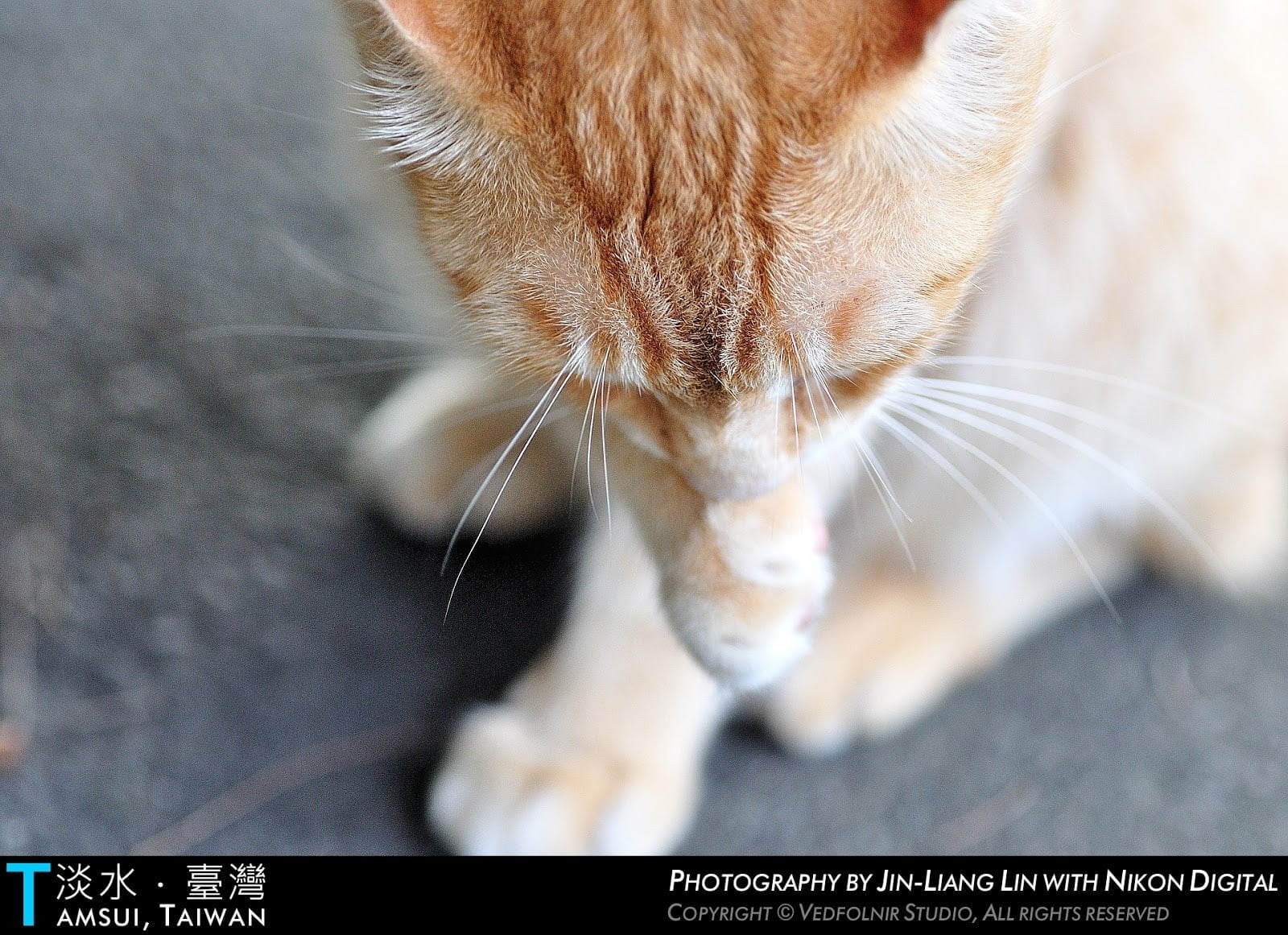 淡水貓小橘大師說今天是國際貓日，罐罐呢？
