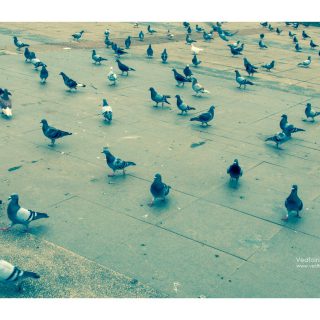 關渡宮-鴿子-vedfolnir