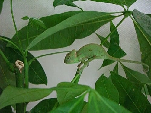 爬蟲學：爬蟲個體來源的專業術語教學 CB chameleon 2013