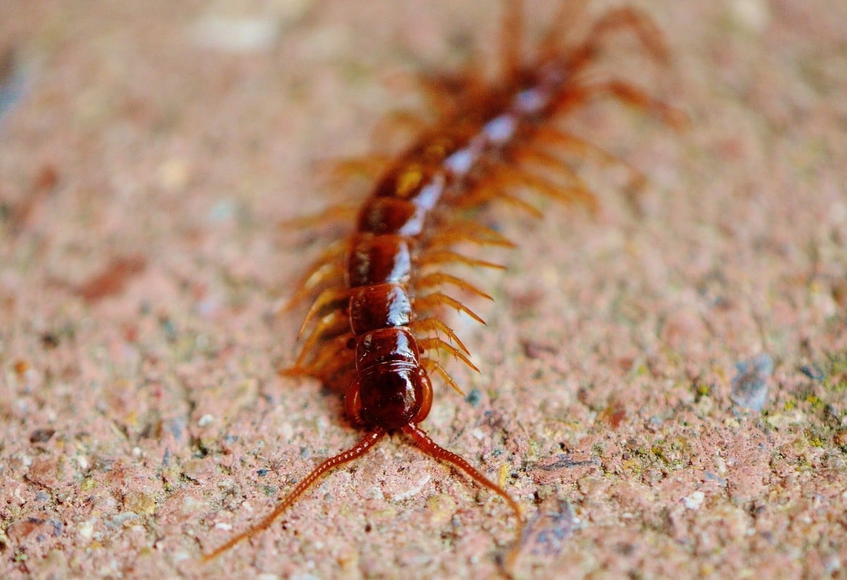 節肢生物學：蜈蚣飼育及飼養生態管理教學 centipedes creeping insect members feet 2018