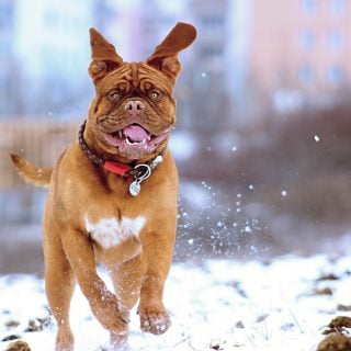 數位相機在冬天大雪測試和安全操作注意事項（以日本北海道為例） snow dog adorable animal canine cold
