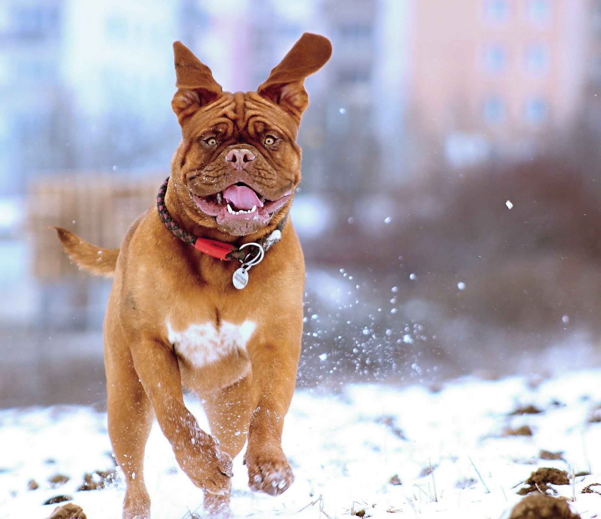 數位相機在冬天大雪測試和安全操作注意事項（以日本北海道為例） snow dog adorable animal canine cold