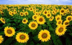 軍隊暗黑麵／ 學長親傳！不能對外公開的整人 9 法 sunflower sunflower field flora field blue sky