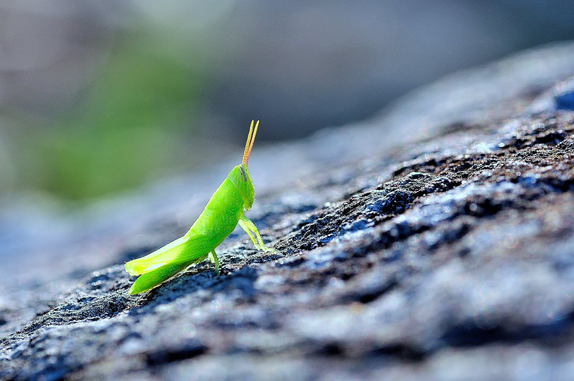 cover-photo-green-grasshopper