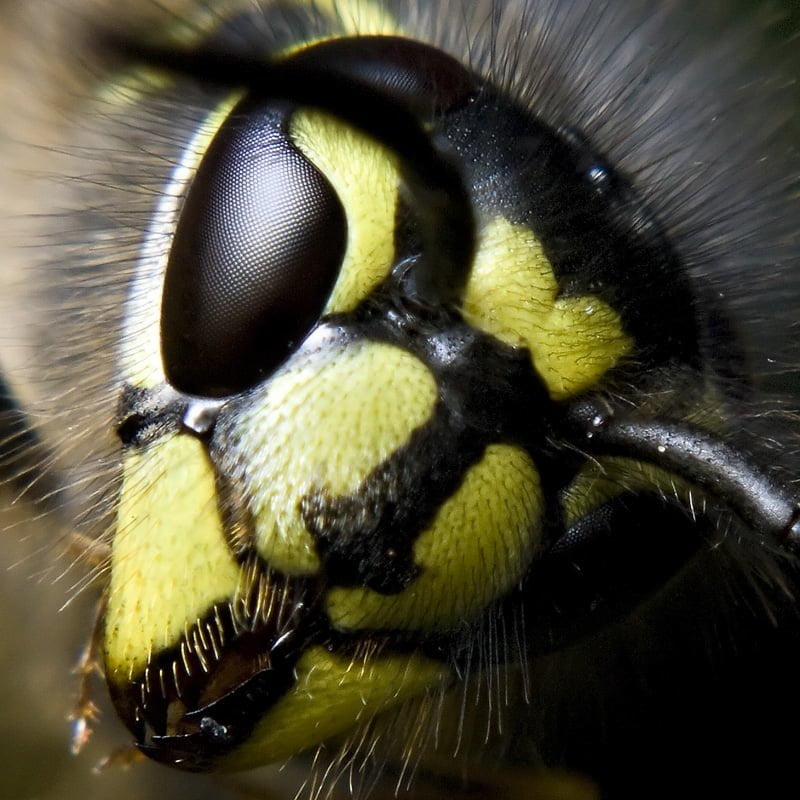 避免虎頭蜂蜇傷：躲避毒刺攻擊的方法和處理蜂毒的緊急教學🐝