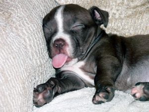 Bev-Sykes-Sleepy-Puppy