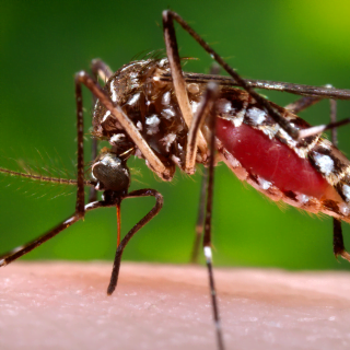 Chikungunya mosquito CDC Global