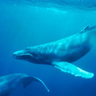 Whale-in-Ocean