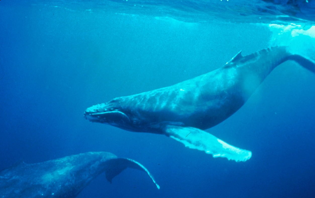湛藍的大海中到底有多少鯨魚尿液？