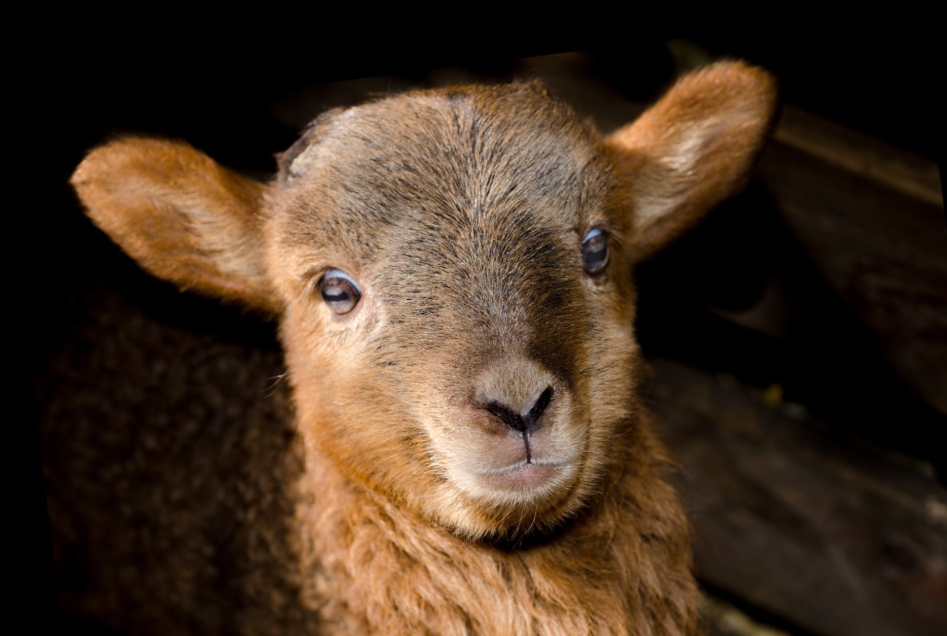 Cute Brown Sheep