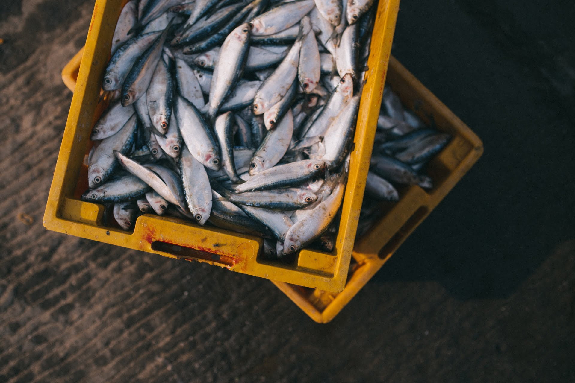 菲律賓／旅遊警告／霍亂疫情升溫 國際旅客需注重飲食衛生 gray fishes on yellow crate sea food