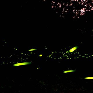 自然生態／螢火蟲的屁股為什麼會發光，會不會燙傷人？ Spring Firefiles in Taiwan Night
