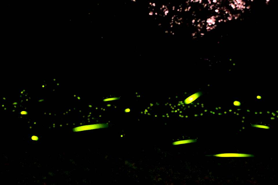新竹的螢火蟲森林