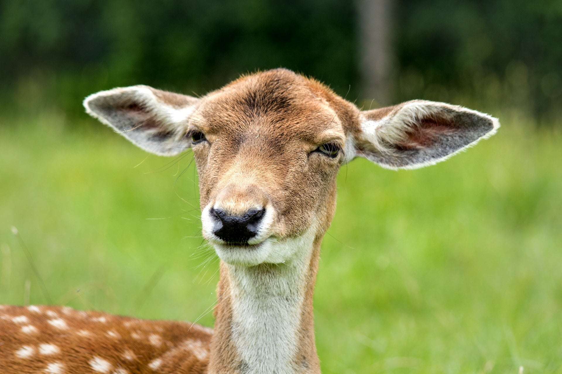 表情符號 中文版、英文版純文字符號 funny look ears female deer stupid