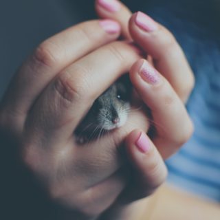 close up of woman holding a hamster