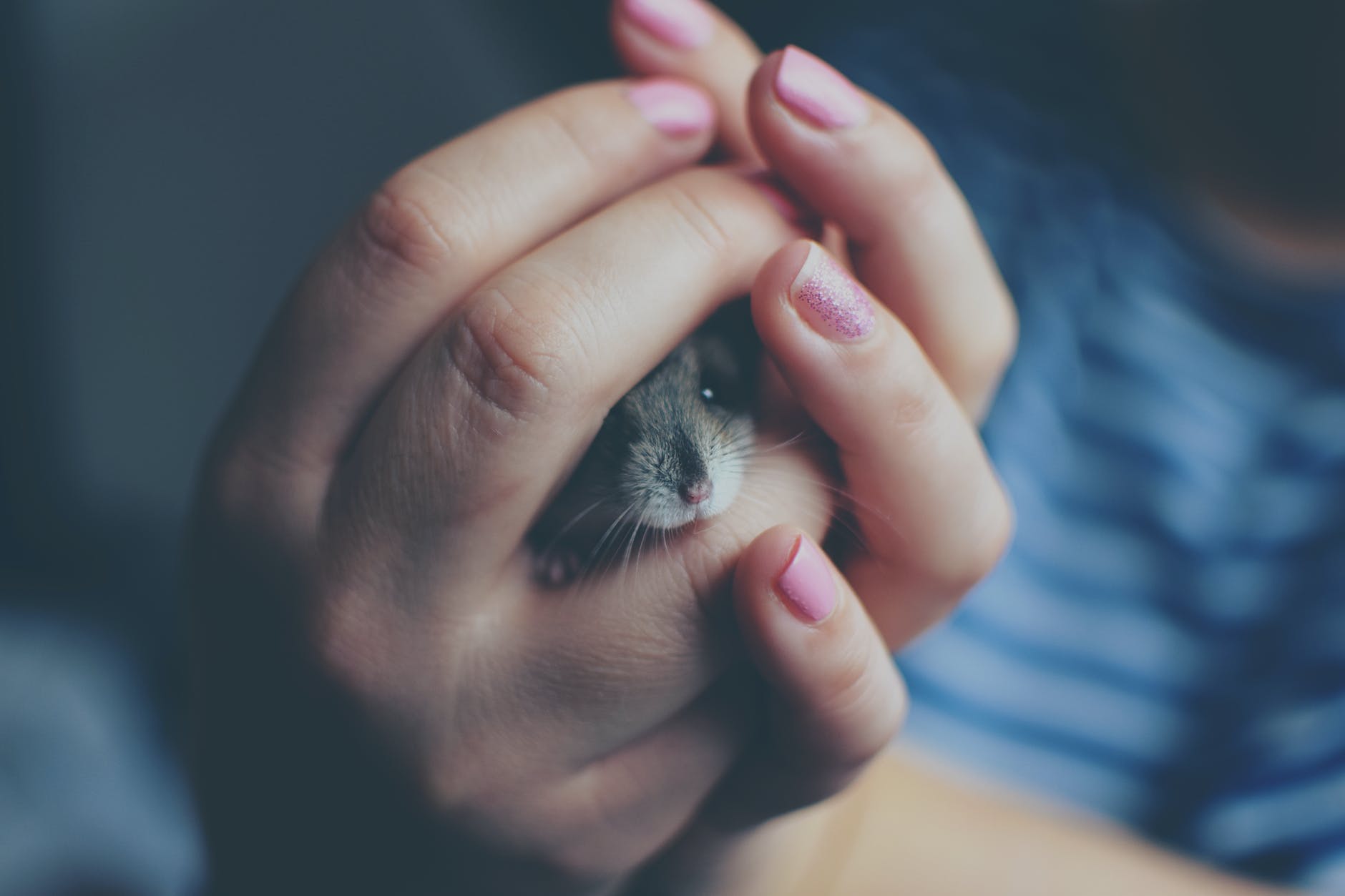 close up of woman holding a hamster