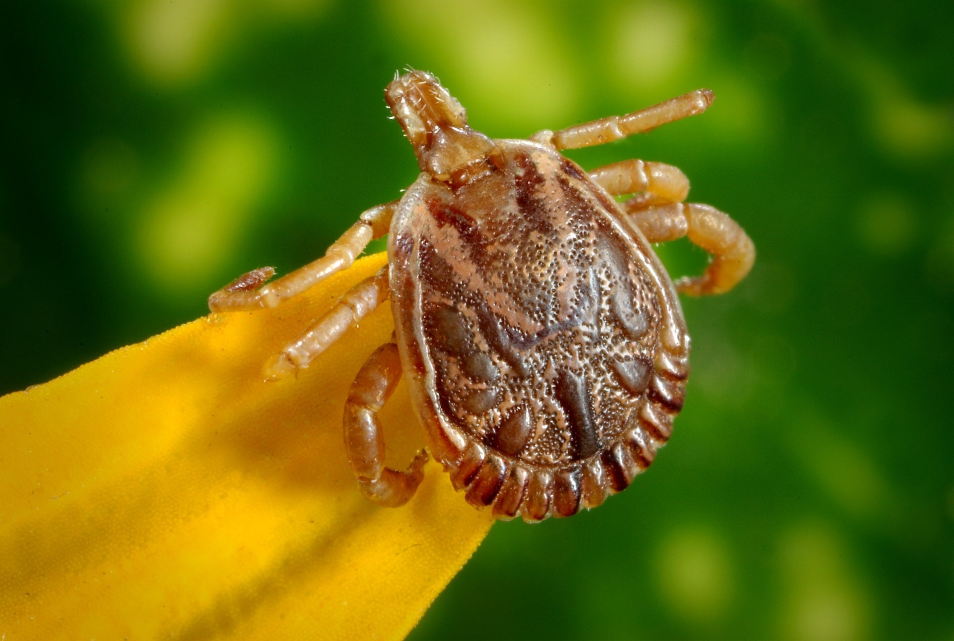 萊姆病症：一種經由壁蝨（蜱蟲）咬傷感染，卻被醫師誤會心理問題的狡猾疾病 cayenne dorsal male bugs illness disease Tick Lyme