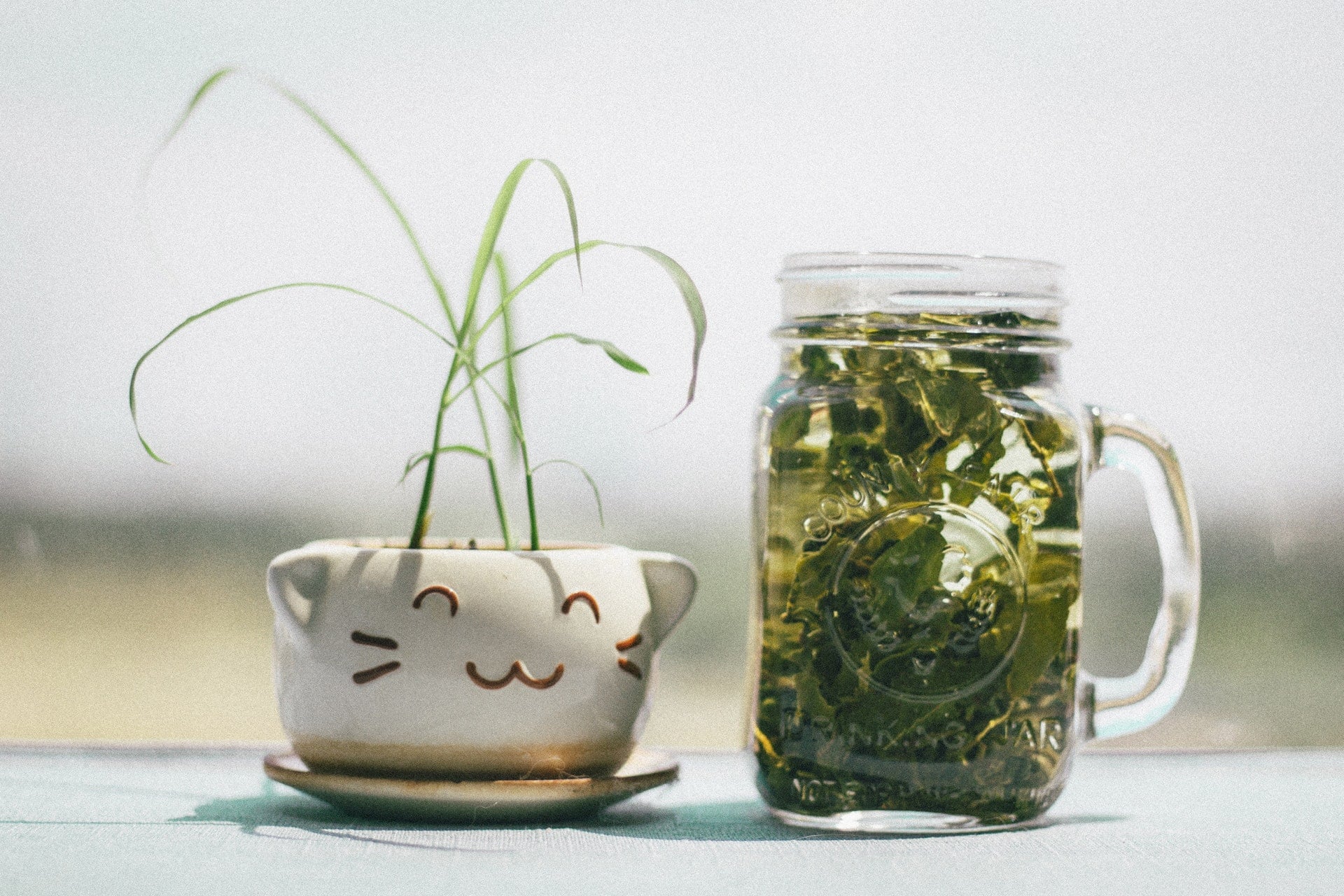 市售包裝茶飲料（冷泡茶）都是化工合成茶的迷思與破解 bottle tea water drink Plant pot