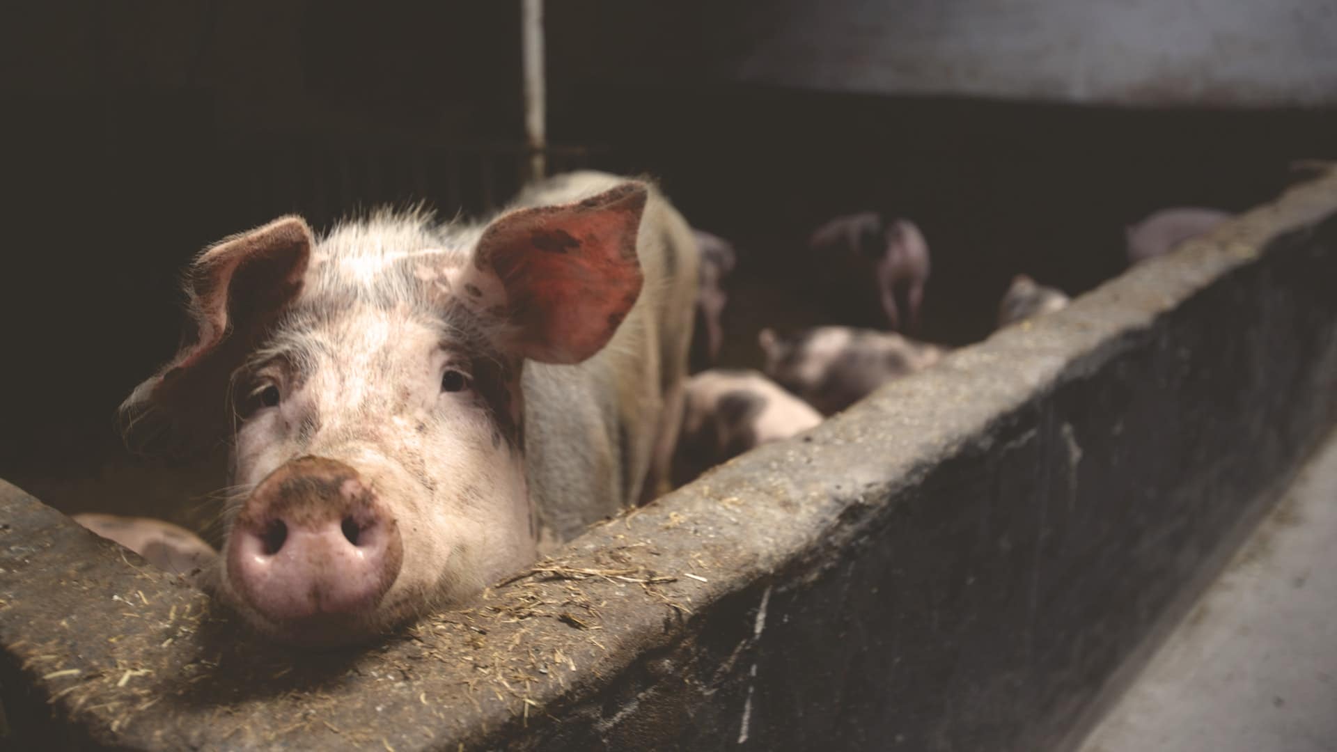 豬瘟疫情嚴重勿以身試法，海關檢疫、網購處罰超嚴厲 nature farmer dutch Pig Animal Pork