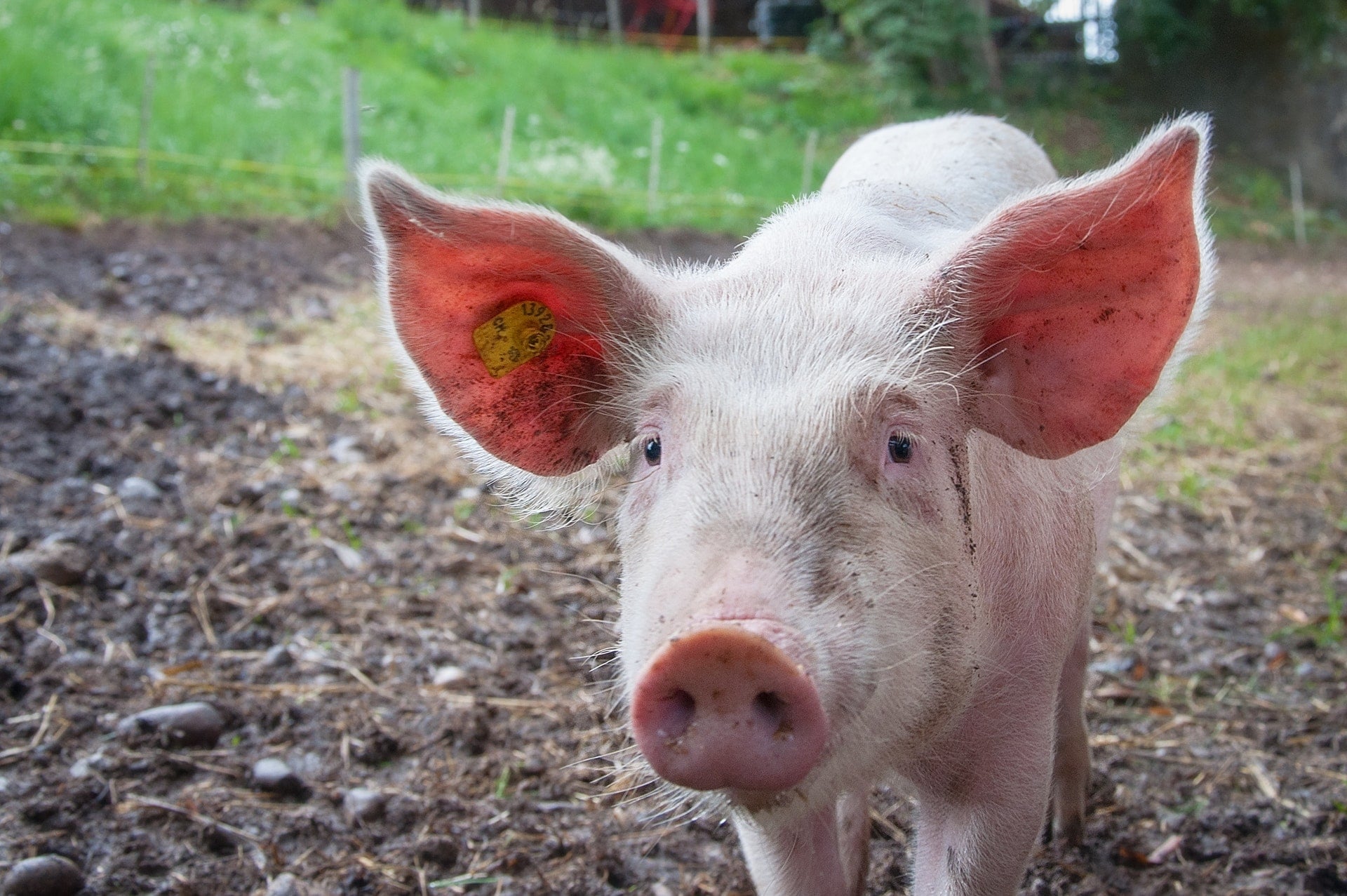 從中世紀教會聖火病洞見美國萊豬（瘦肉精）強迫推銷台灣 animal farmer pink ears pig pork