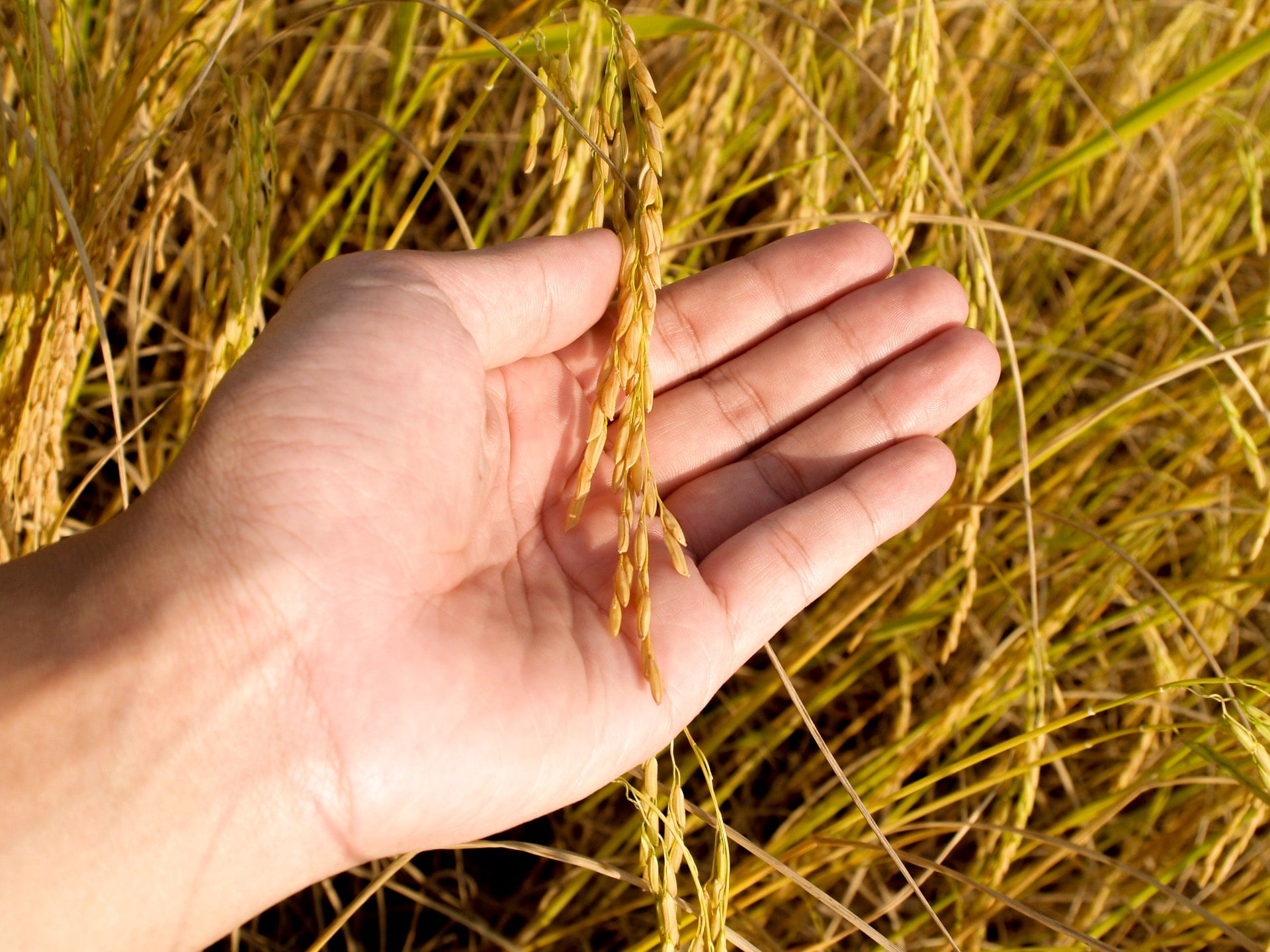 黑心米、農地工廠合法化 多事之秋 新鮮安全白米難找 daytime farm person holding wheat Rice ear plant fresh