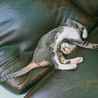 3C網路時代運動量不足 全球每年死5百萬人 animal couch brown tabby cat lying on sofa kitty room