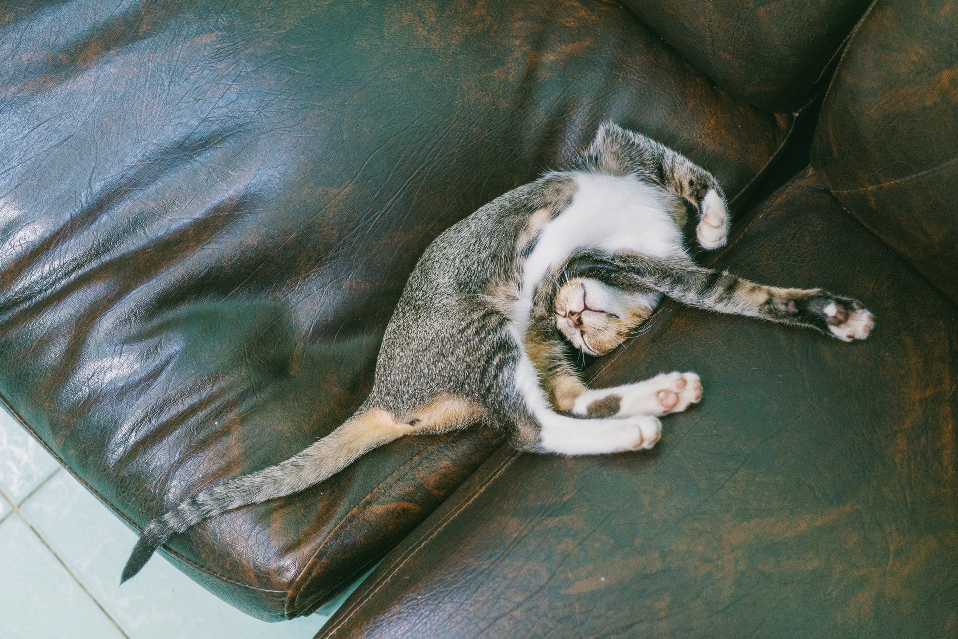 3C網路時代運動量不足 全球每年死5百萬人 animal couch brown tabby cat lying on sofa kitty room