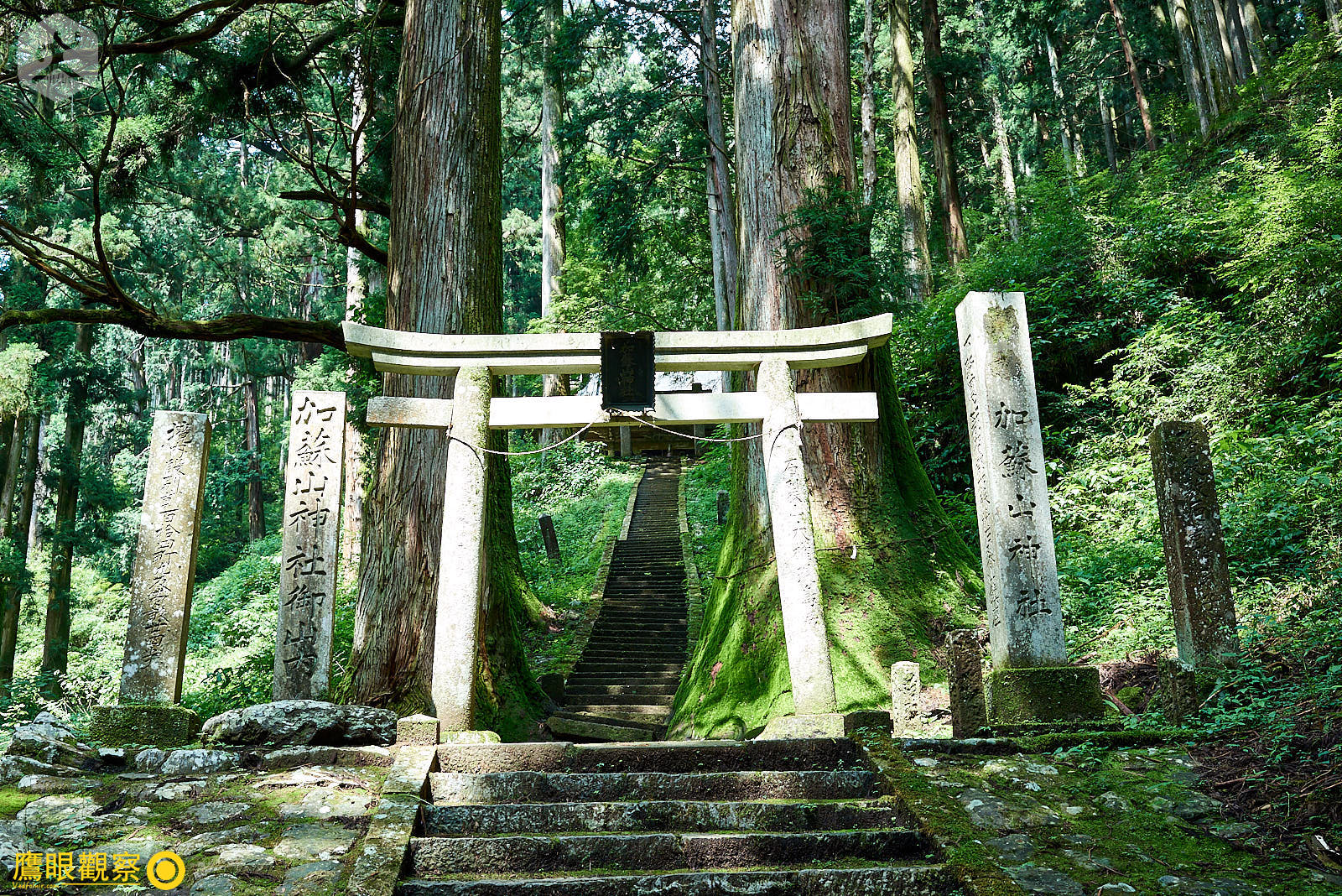 在鳥居後方的兩棵參天巨木，在日本全國神社也相當少見。