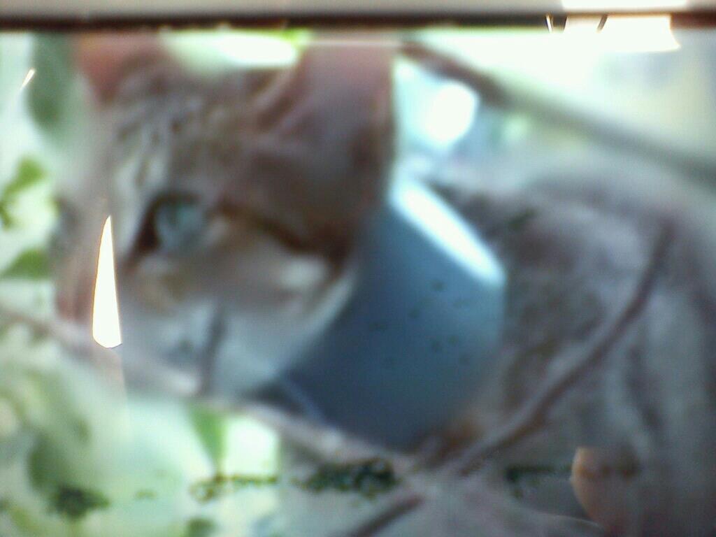 水管貓事件頻傳!籲請民眾加強居家環境巡查保護動物 2 Water pipe cat 01