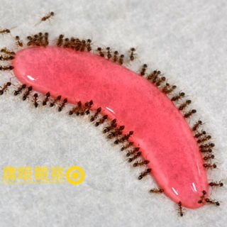 優品蟻絕劑除蟻膏之螞蟻藥（除蟲劑）使用心得 Youpin Ants eat Anticide ant medicine Insecticide