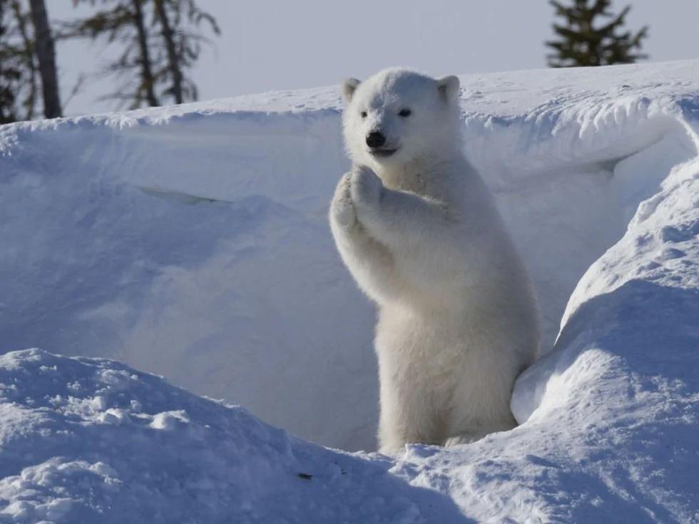 Polar Bear Cute Hands Salute